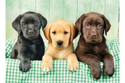 Three Labrador" Jigsaw Puzzles 1000 Pieces for Adults